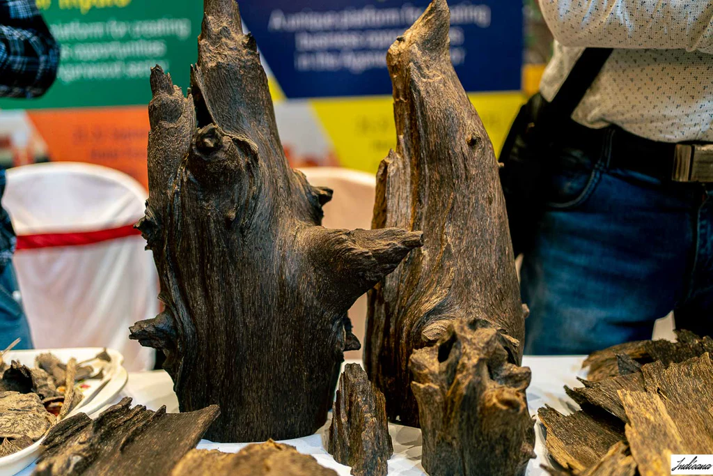 Oud wood collector's Item