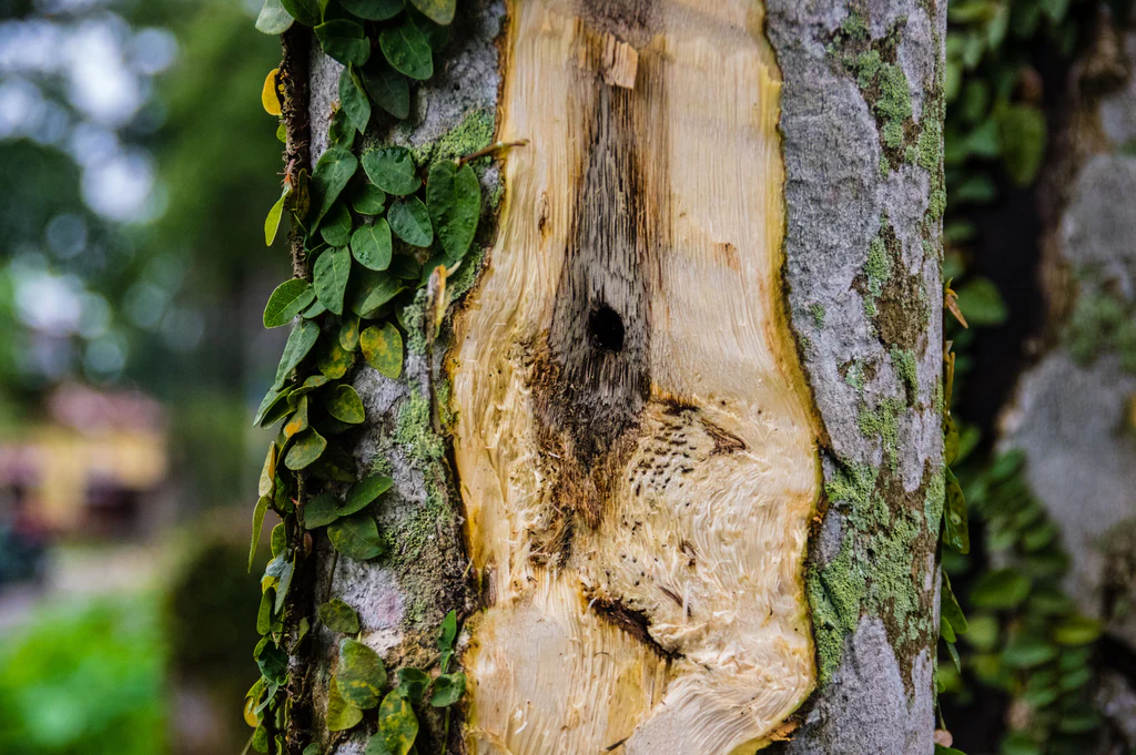 Aquilaria Tree in India with oud formation